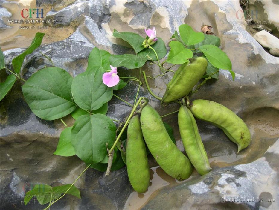 小刀豆 小刀豆