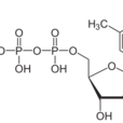 三磷酸胸苷(TTP（三磷酸胸苷）)