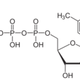 三磷酸胸苷(TTP(三磷酸胸苷)) 三磷酸胸苷(TTP(三磷酸胸苷))