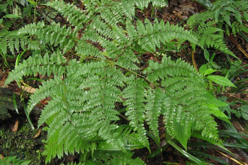 毛枝蕨屬 毛枝蕨屬