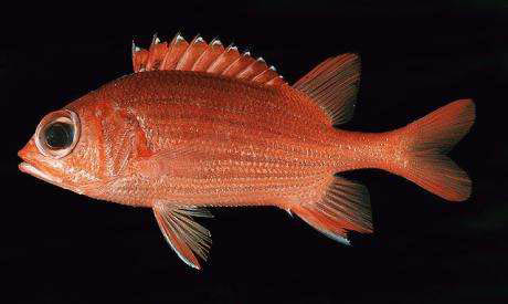 赤鰭棘鱗魚