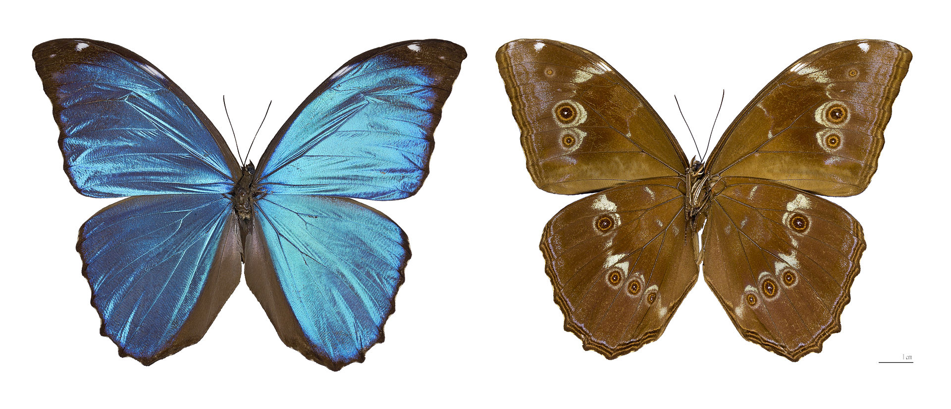哈布那藍閃蝶(Morphosmelaushuebneri)的正面(左)和背面(右)