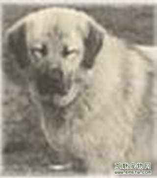 中國山犬