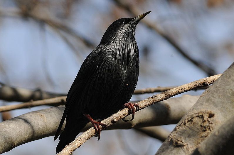 純色椋鳥 純色椋鳥