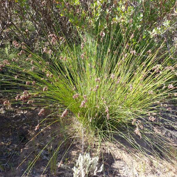 Thamnochortus erectus