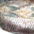 太湖青魚 太湖青魚