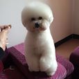 比熊犬(食肉目犬科動物)