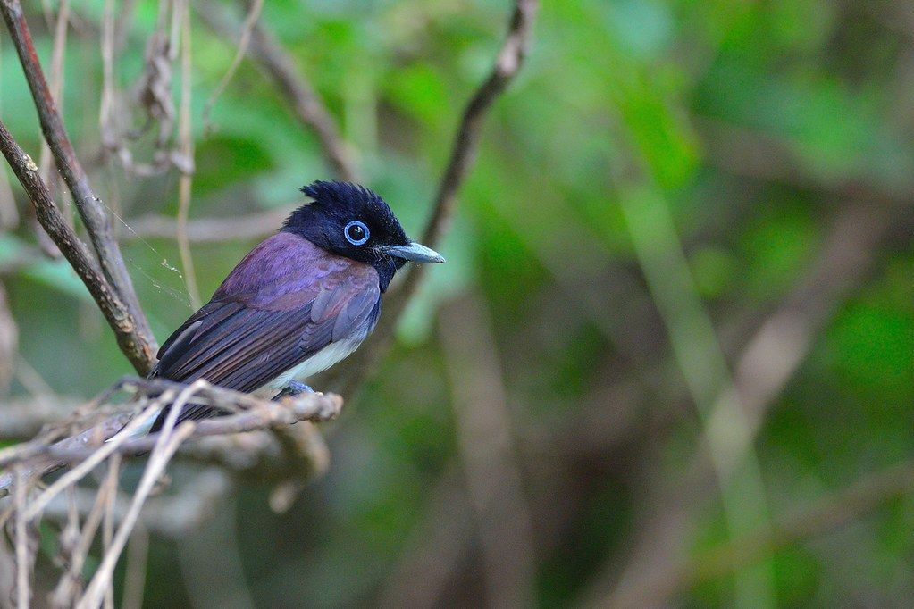 紫壽帶[鳥]蘭嶼亞種