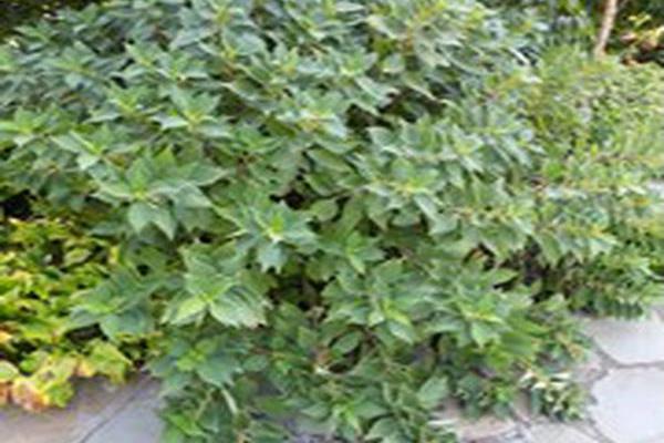 Boehmeria nivea Boehmeria nivea
