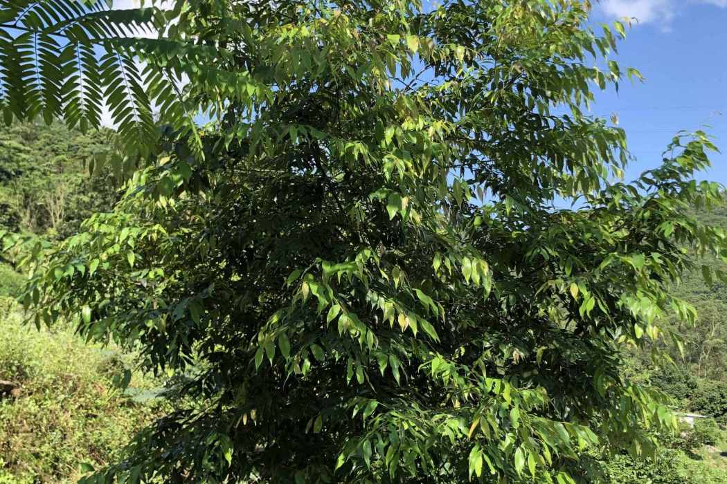 紅錐家系R3 紅錐家系R3