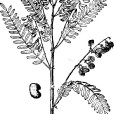 華黃耆 華黃耆