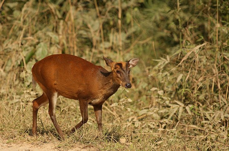 赤麂斯里蘭卡亞種