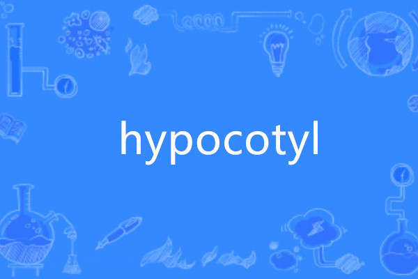 hypocotyl hypocotyl