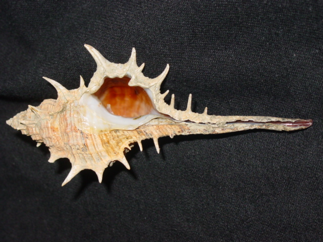 溝棘骨螺