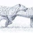 豹鬣狗