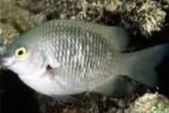 黑邊雀鯛 黑邊雀鯛