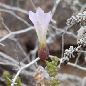 Nolana sphaerophylla