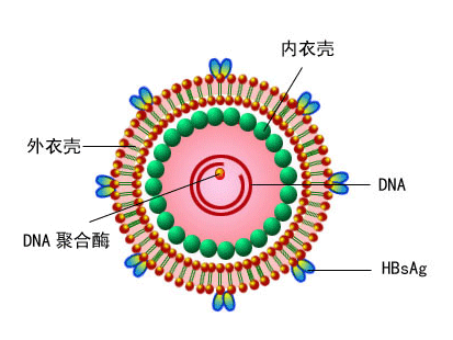 B型肝炎病毒相關性腎炎病毒