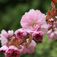 山櫻(薔薇目薔薇科植物) 山櫻(薔薇目薔薇科植物)