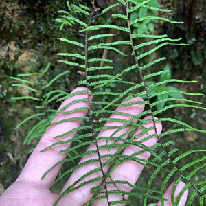 Gleichenia peltophora