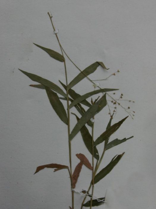 平穎柳葉箬 平穎柳葉箬