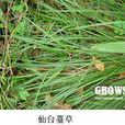 仙台薹草 仙台薹草