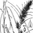 漿果薹草組 漿果薹草組