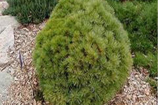 Pinus strobus \x27Sea Urchin\x27 Pinus strobus \x27Sea Urchin\x27