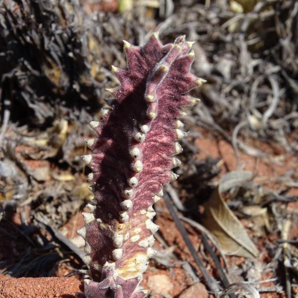 Stapelia clavicorona