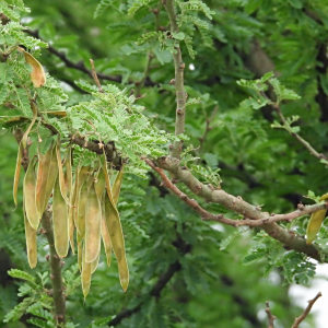Parkinsonia praecox