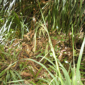 Ehrharta diplax