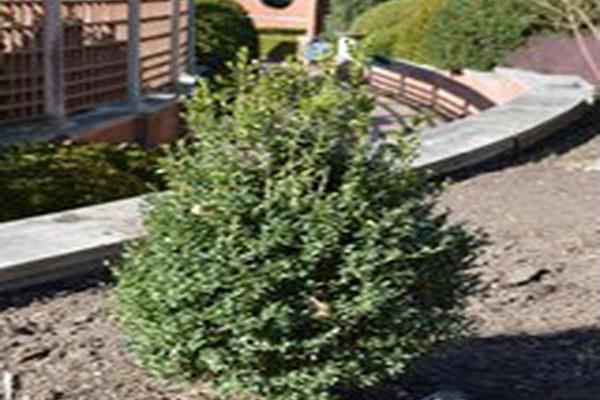 Buxus sempervirens \x27Chloe\x27 Buxus sempervirens \x27Chloe\x27