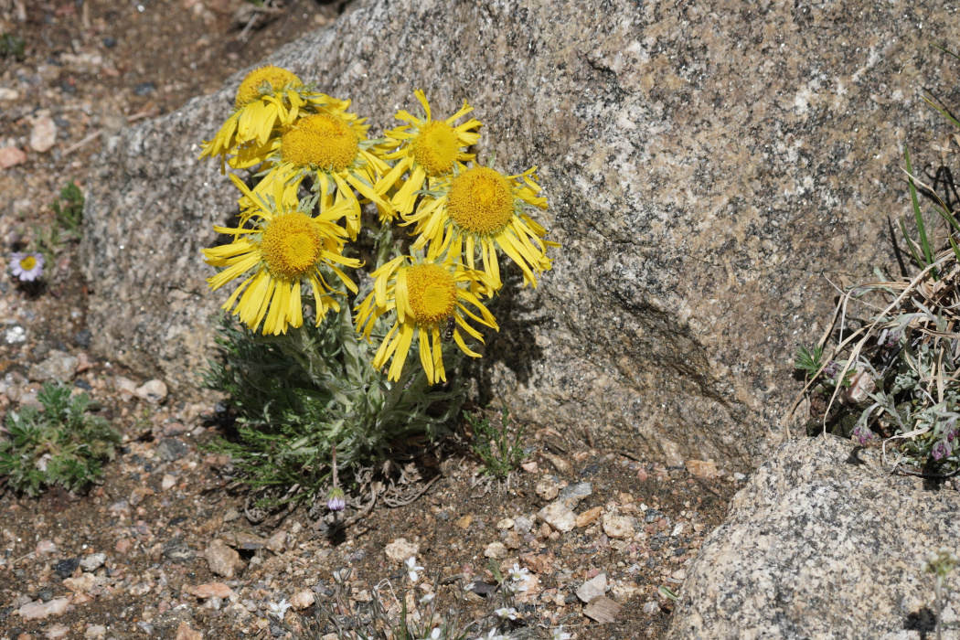 Hymenoxys grandiflora