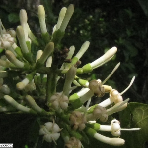 Paracephaelis sericea