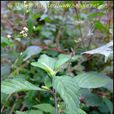 大葉香薷(大葉香薷) 大葉香薷(大葉香薷)