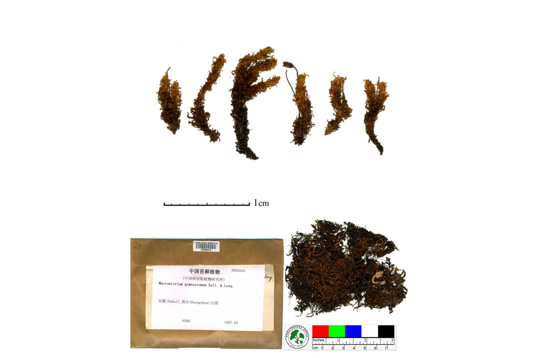 缺齒蓑蘚 缺齒蓑蘚