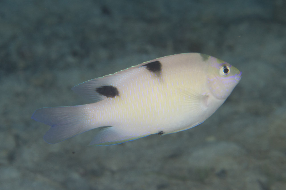 華麗眶燈魚 華麗眶燈魚