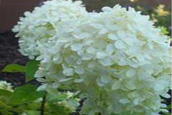 Hydrangea paniculata \x27Limelight\x27