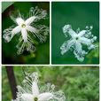 蛇瓜花 蛇瓜花