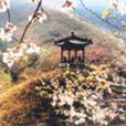 碧霞山風景區 碧霞山風景區