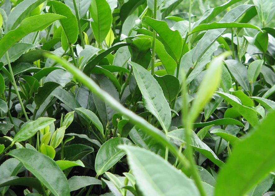 含眉綠茶 含眉綠茶