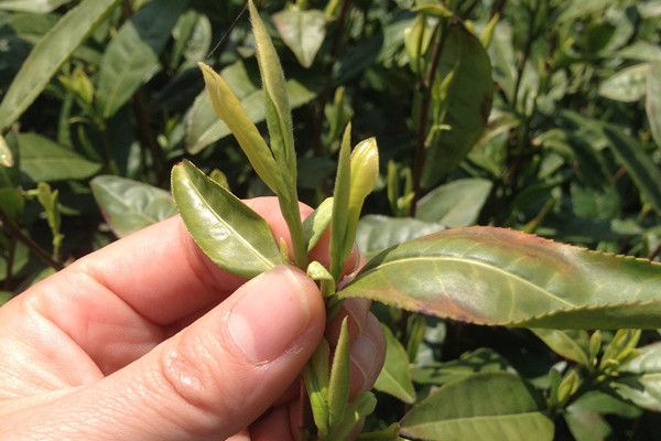 沙河桂茗 沙河桂茗