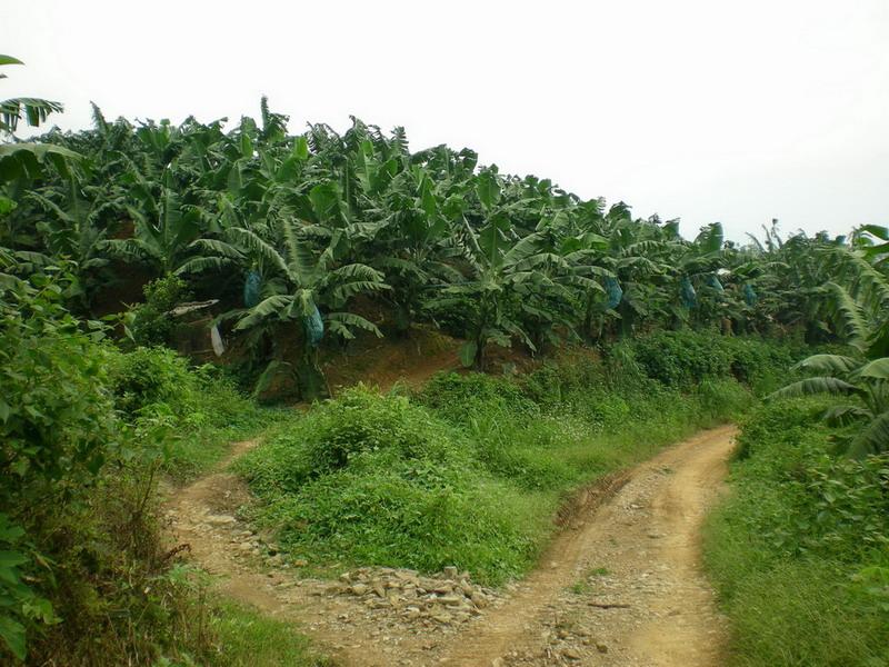 桂良村香蕉林