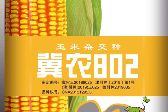 冀農802 冀農802