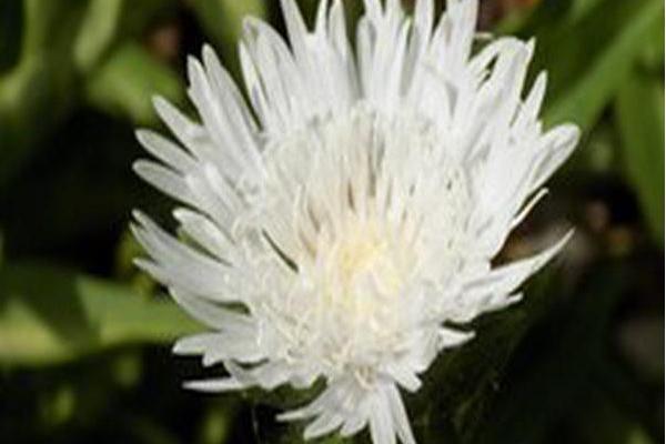 Stokesia laevis \x27Divinity\x27 Stokesia laevis \x27Divinity\x27