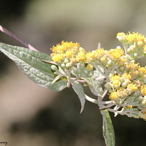 Alloispermum colimense