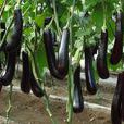 eggplant eggplant