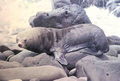 北美毛皮海獅