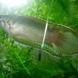 圓尾鬥魚(鍋巴子) 圓尾鬥魚(鍋巴子)