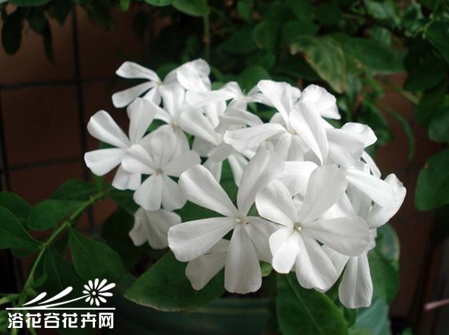 白雪花(白花丹科植物)